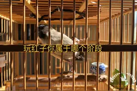 论沼泽山雀 红子图片