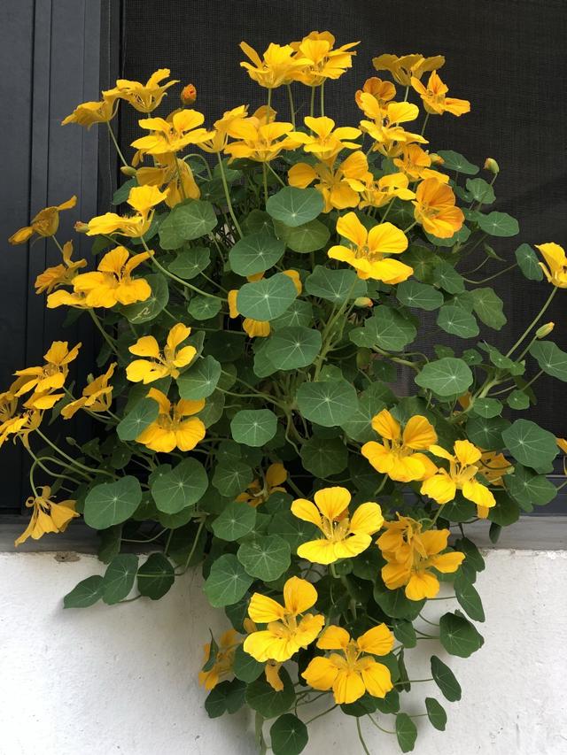 今年最流行的18种花，挂起来养，好看好养还不占地方