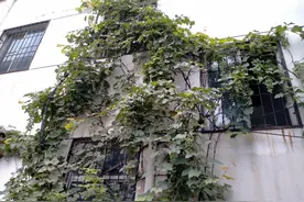 这棵葡萄树真牛，逆天生长，你敢吃吗？图片