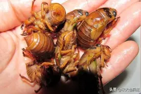 今年多了个闰4月，什么时候抓知了猴？它是如何分辨白天黑夜的？图片