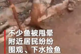 江西一水库泄洪大鱼被甩晕 当地居民纷纷下水捡鱼：重量可达80斤图片