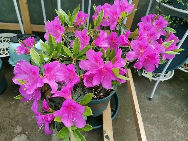 贝拉小蜜蜂草本身体乳