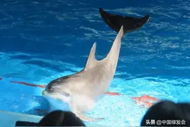 海豚虽不用再表演“搁浅”，但却无机会重返大海了图片