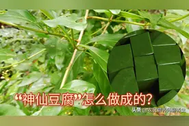 “神仙豆腐”营养又好吃，想不到是这叶子做成的，你认识吗图片