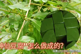 “神仙豆腐”营养又好吃，想不到是这叶子做成的，你认识吗图片