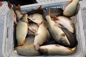 怎样才能提高黑坑鲤鱼的中鱼率？怎样才能钓最多的黑坑鲤鱼？图片