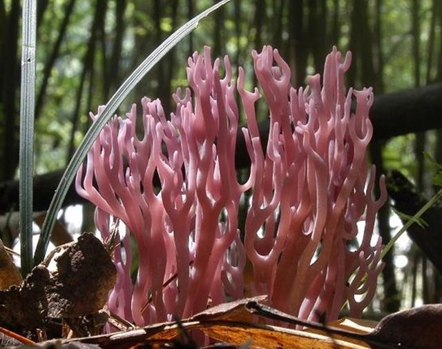 获赞野生之花，鲜甜爽口常被当成海鲜，已到成熟季节，却很难买到