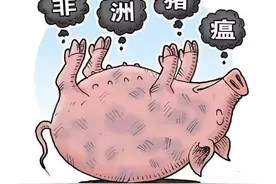 天气转暖苍蝇渐多，苍蝇会不会传播非瘟病毒？猪场苍蝇该如何处理图片