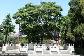 罕见300年“菩提”古树开花，北京市内仅此一株！图片