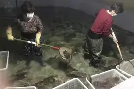 “受灾鳎目鱼”都卖了？工作人员：电话被打爆了，情况仍是严峻的……图片