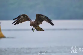 记者实探：南京江心这座“宝藏小岛”生活着多种野生动物图片