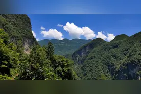 湖北深山野猪“撒野”拱玉米，留守妇女李秀梅通宵达旦守护着图片