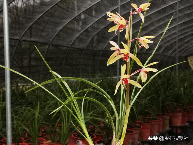 "三月桃花雪"对兰花伤害有哪些?了解这3点,可避免更大的损失