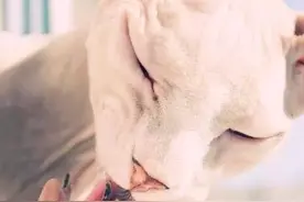 其实无毛猫比有毛的猫猫更难打理哦，你知道吗，一组帅照先安排上图片