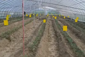 2个常见的坏习惯，饼肥的使用效果越来越差，农户要注意了图片