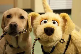 最善良天真、不记仇的5种狗狗，养了从没后悔过图片