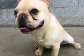 一只快乐的小法斗图片