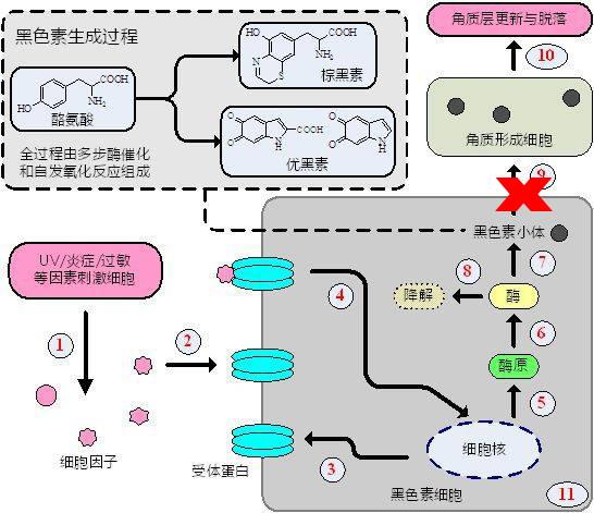 身体乳过敏要多长时间