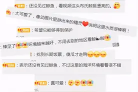 8米长鲸鱼在深圳大鹏湾逛吃一周，每天干饭180公斤鱼，网友：傻瓜才走图片