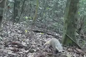 比猫咪还小却是蛇类的克星！韶关现超萌国家保护动物食蟹獴图片