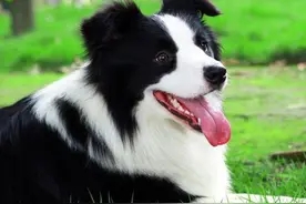 世界最聪明的狗来咯图片