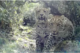 野生动物保护|西藏金钱豹种群调查研究取得初步成果图片