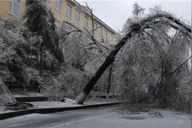 「晨报快讯」昨夜，敦化遭受冰雨侵袭 树木折断倾倒 多台车辆被砸图片