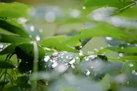 好剂师丨雨季祛湿，健康有道图片