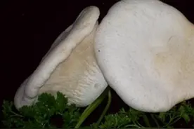 「种植微课堂」白灵菇高产高效栽培技术（八）图片