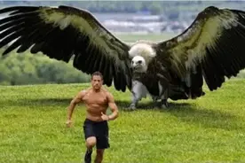 空中霸主阿根廷巨鹰：长度达14米，真的可以猎杀狮子吗？图片