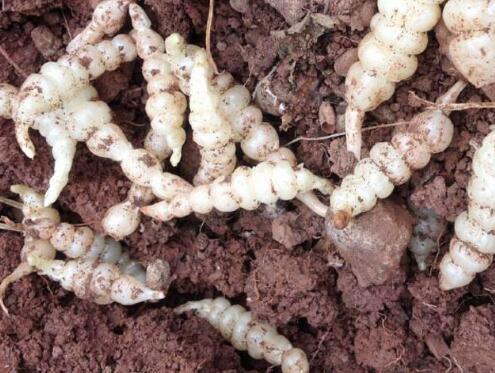 有种作物地，下块茎很像蚕宝宝，在北方栽培居多，你认识吗