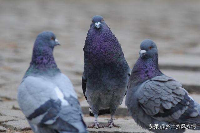 鸽子分辨公母的方法介绍（鸽子分公母的简单方法）