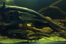或许是简单的鱼缸造景风格，养鱼新手值得一试的鱼缸造景，好上手图片