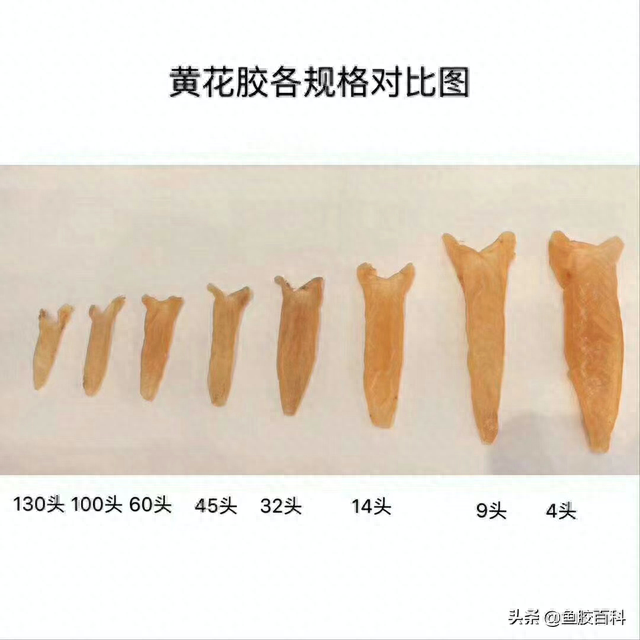本港赤嘴鱼胶的价格 本港赤嘴鳘鱼胶价格 本港赤嘴鱼胶的价格 本港赤嘴鳘鱼胶价格