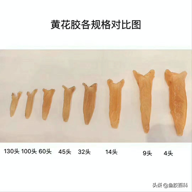 20头鱼胶大概多少钱一斤 20头的鱼胶一般多少钱