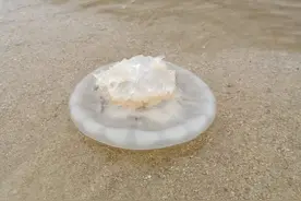 （直播）巨型水母，7英尺蟒蛇在新加坡同个地点出现图片