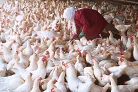 无论你养什么鸡，在饲料里或水中放这三种药，保证鸡群健康图片