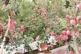 获农业部新品种登记的新一代高桩全红红富士——众成一号视频介绍视频封面