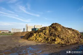 老农为啥说：牛粪当了家，种啥都白搭；羊粪当了家，两季都不瞎？图片