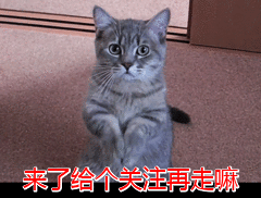 贵宾犬，贵宾犬图片 配图08