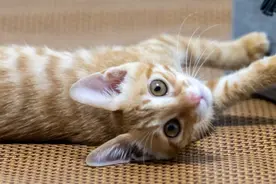 猫咪品种介绍大全！我们应该怎么选择适合自己的猫咪？图片