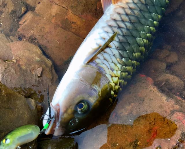 淡水鱼没有鱼鳞的鱼是什么鱼