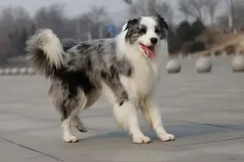 有这些特征的“边牧犬”，血统一定很纯图片