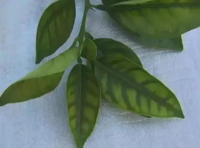 銆屽啘鍖栫鏅€嶆鐗╃己绱犲師鍥犲強 妞嶇墿缂虹礌鐥囩姸瀵圭収琛? onerror=