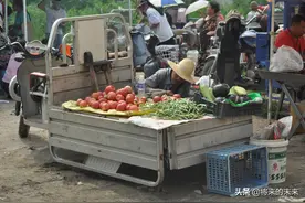 七旬大爷老泪纵横，一夜间西红柿被“偷”光，看老人咋说的图片
