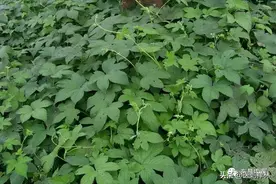 儿童腹泻的妙药——拉拉秧图片