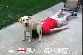 马狗大战，一触即发图片