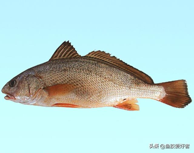 白花胶的功效与作用及食用方法 2026年白花胶的功效与作用及食用方法禁