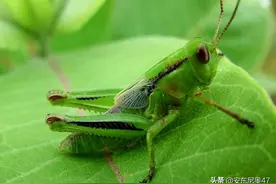 世界上最大的蝗虫，体长1.2米重达20斤，网友：吃人吗？图片