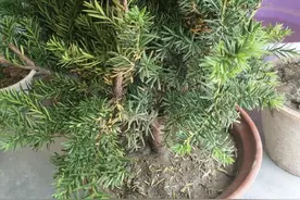 国宝红豆杉，植物界的“造氧机”，吸收有害气体，转化成氧气图片